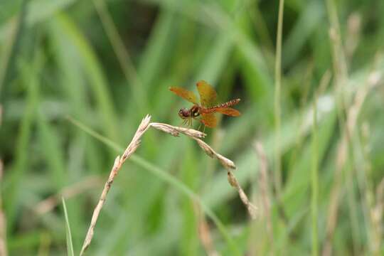 Image of Eastern Amberwing