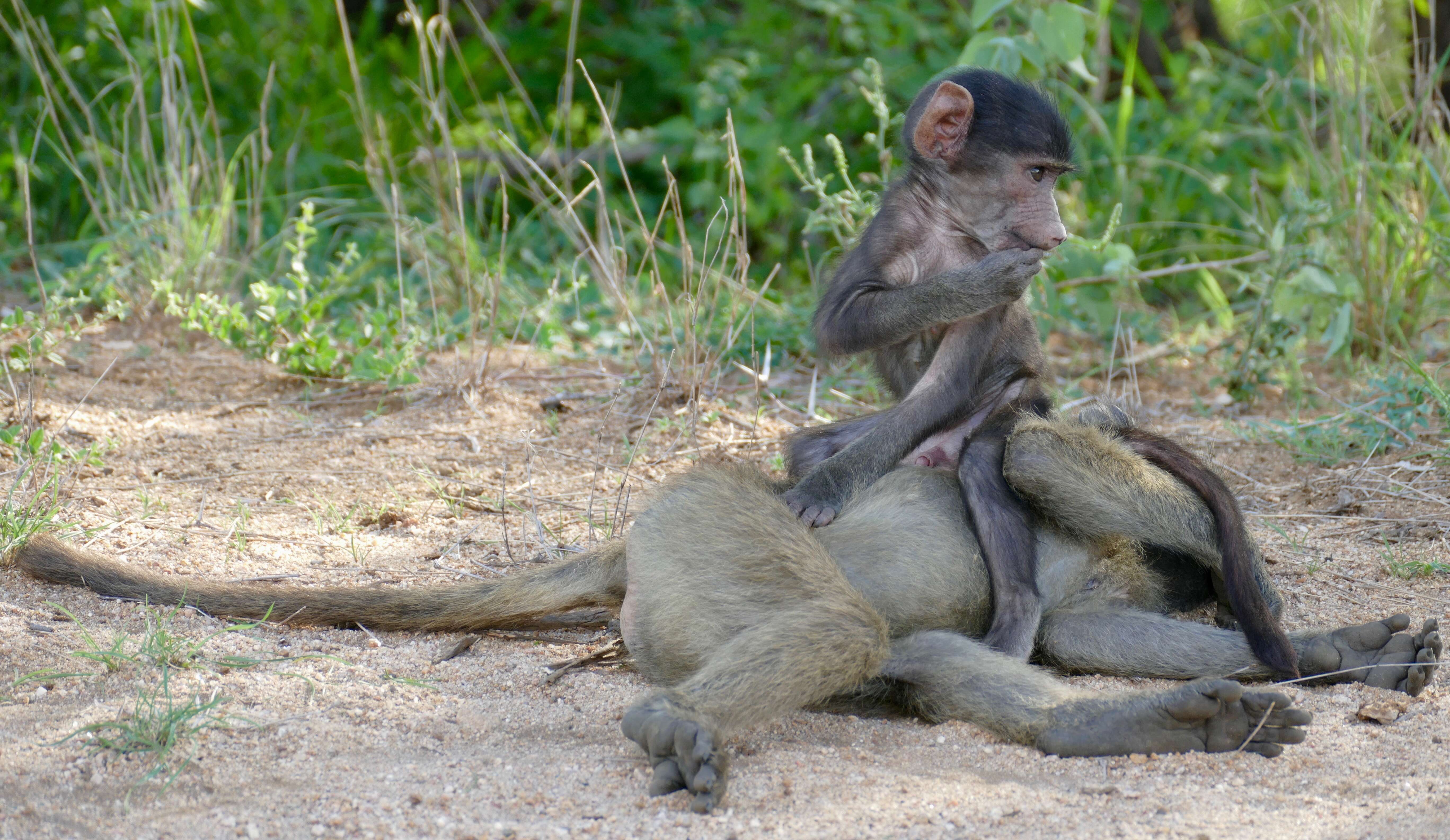 Image de babouin