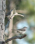 Image of Mimus Boie & F 1826