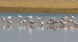 Imagem de Phoenicopterus roseus Pallas 1811