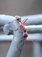 Image of Bull ants