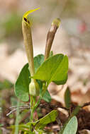 Слика од Magnoliophyta