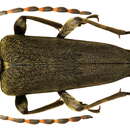 Image of Lepturobosca virens (Linné 1758)