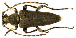 Image of Lepturobosca virens (Linné 1758)