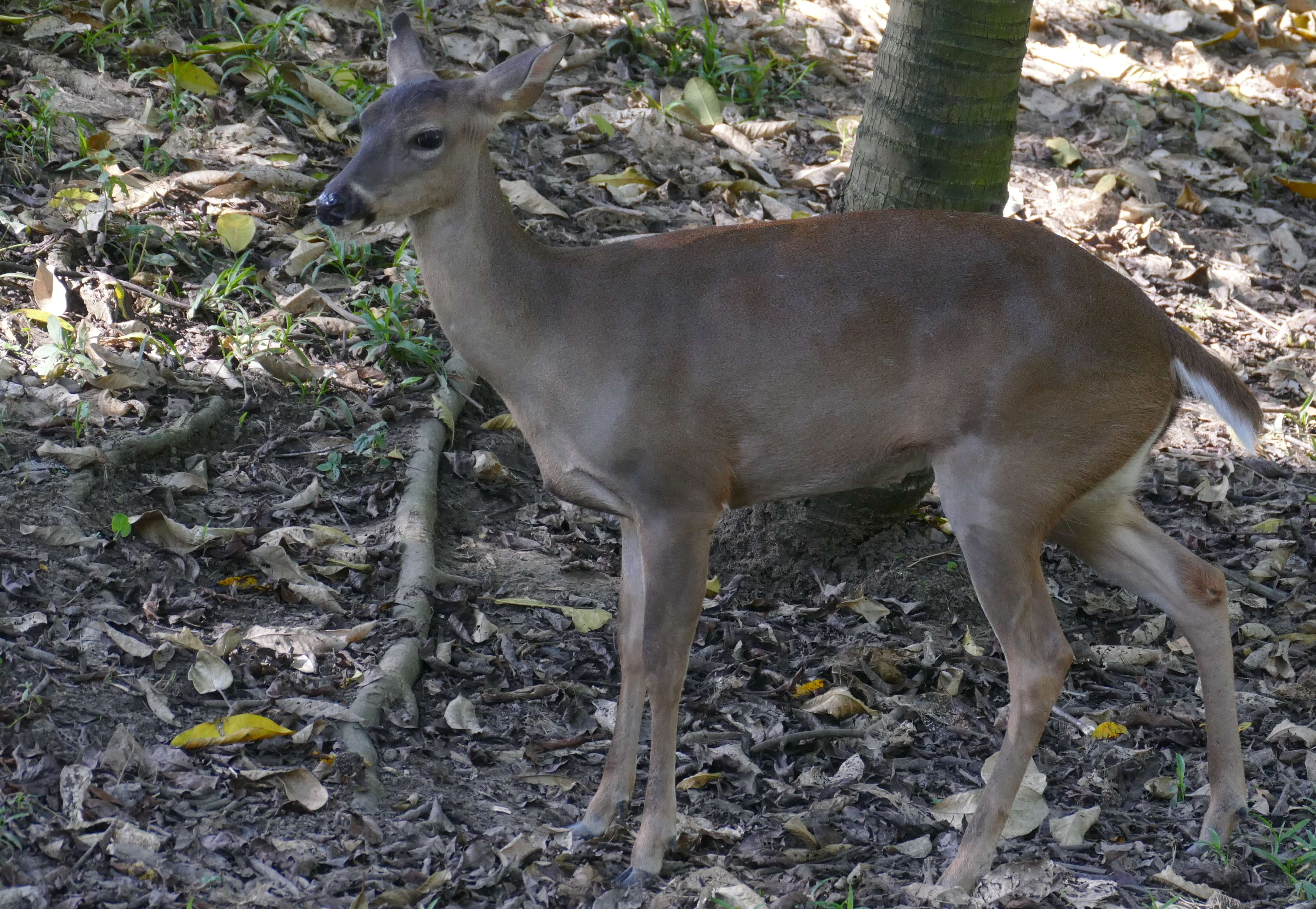 Image of Guatemalan White-tailed Deer