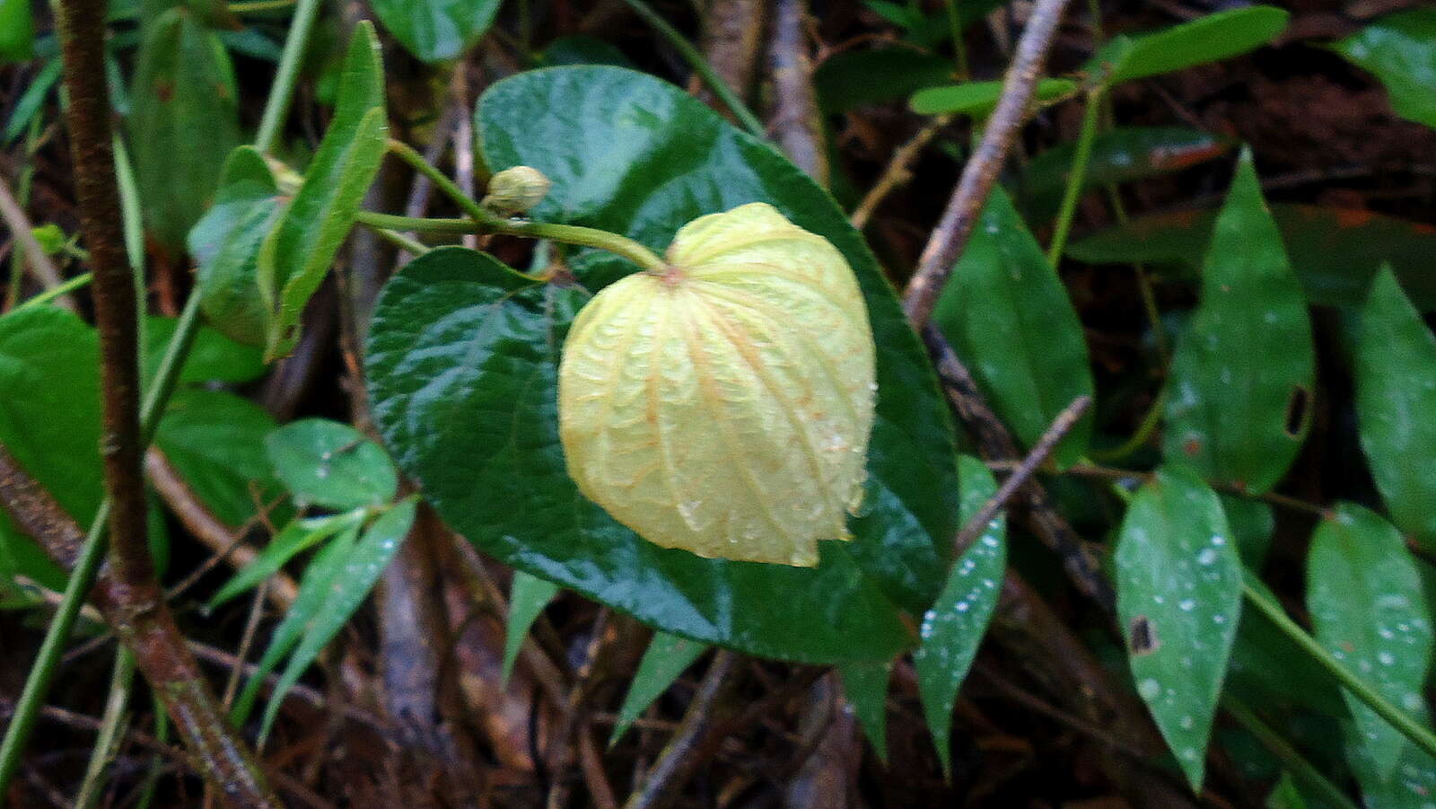 Image of Dalechampia tiliifolia Lam.