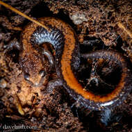 Plethodon cinereus (Green 1818) resmi