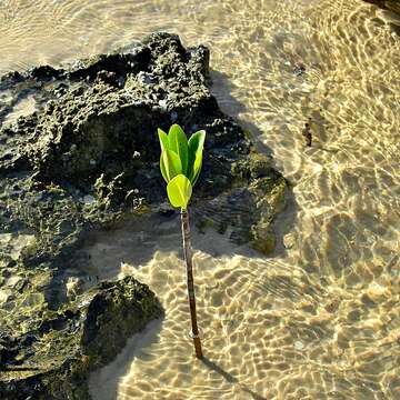 Image of mangrove