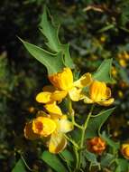 Image of red barberry