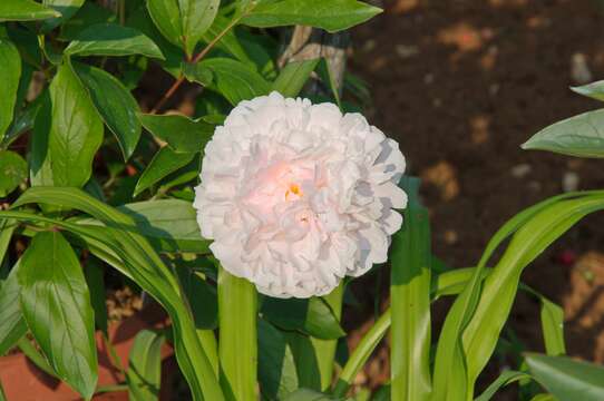 Image of peony