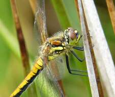 Image of Sympetrum Newman 1833