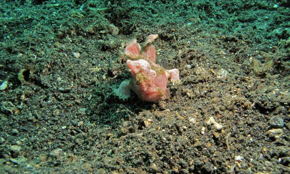 Image of Painted frogfish