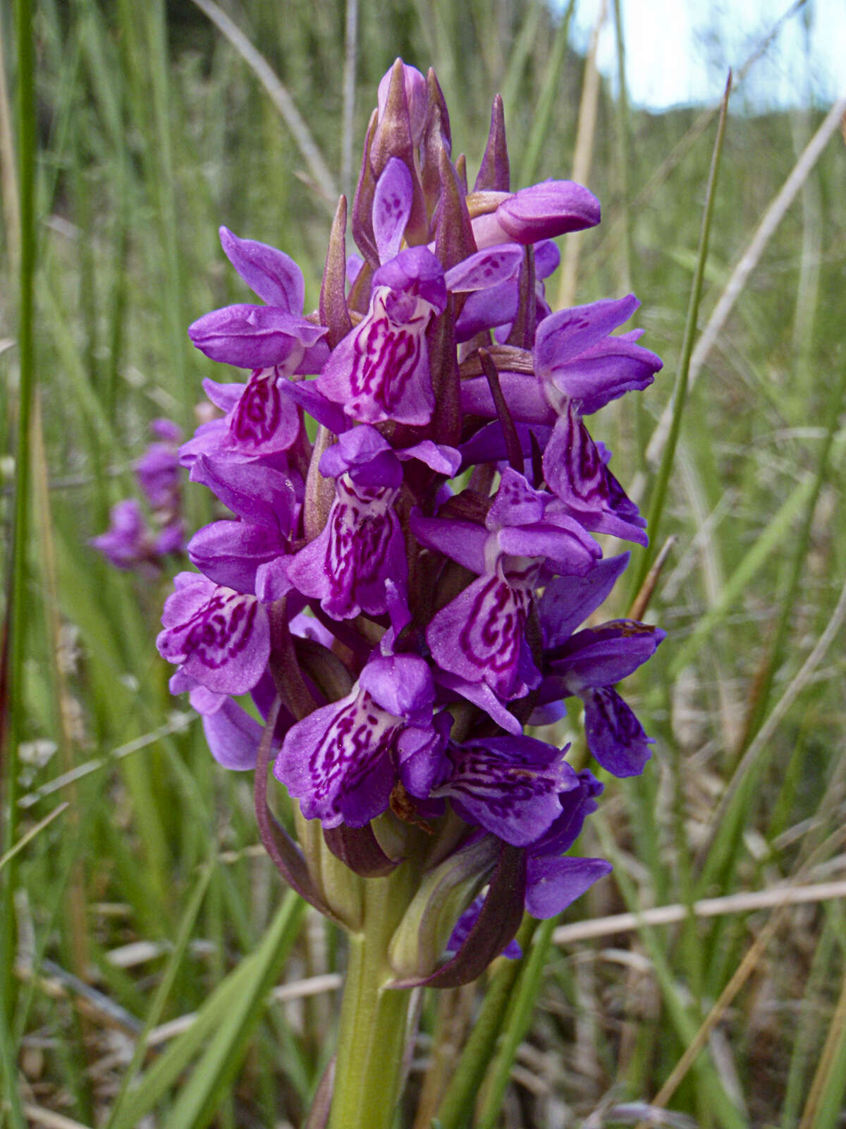 Dactylorhiza incarnata (L.) Soó resmi