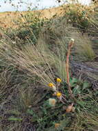 Слика од Taraxacum serotinum (Waldst. & Kit.) Poir.