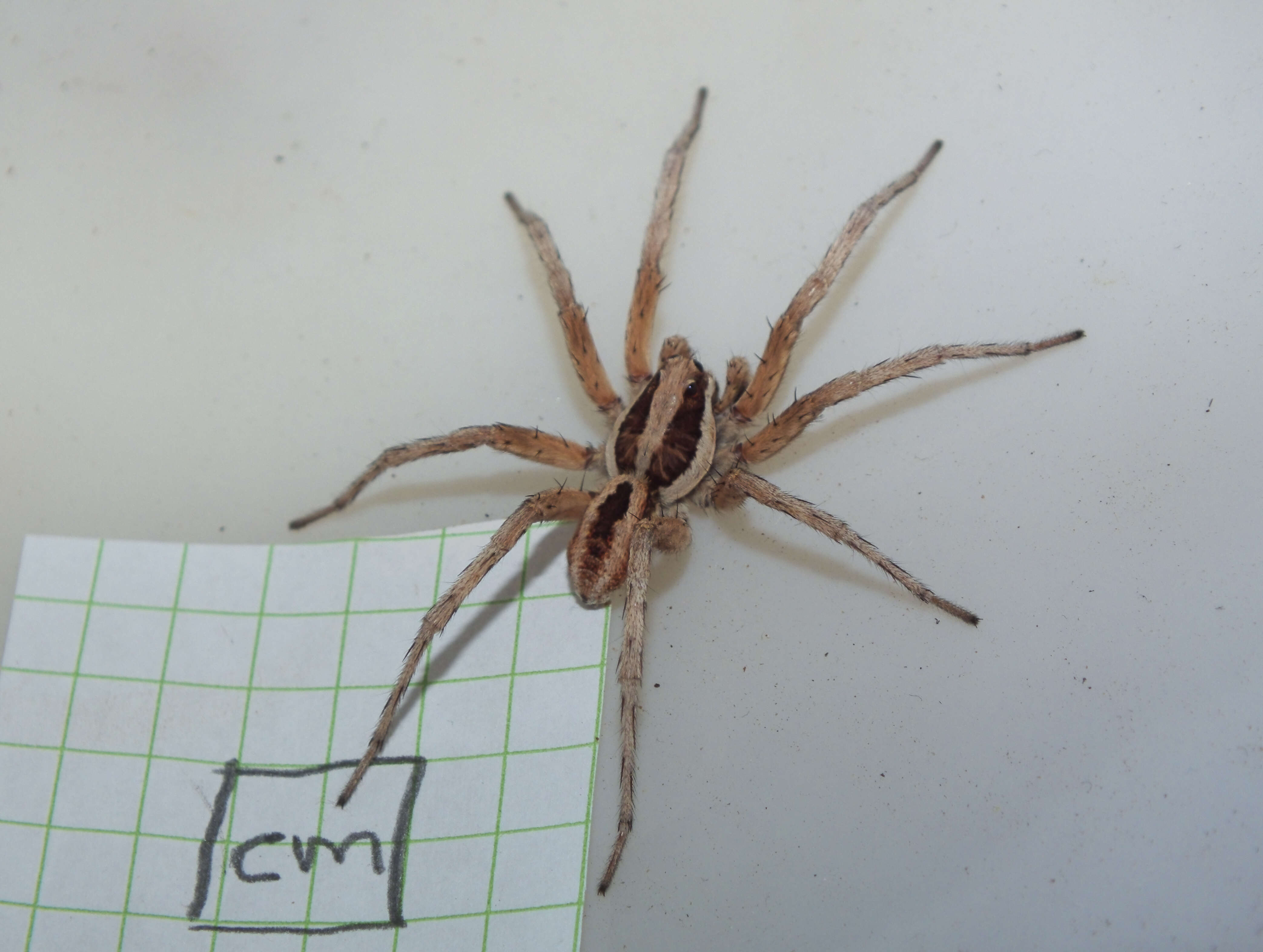 Image of wolf spiders