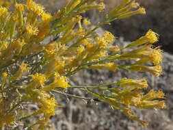 Image of Mojave rabbitbrush