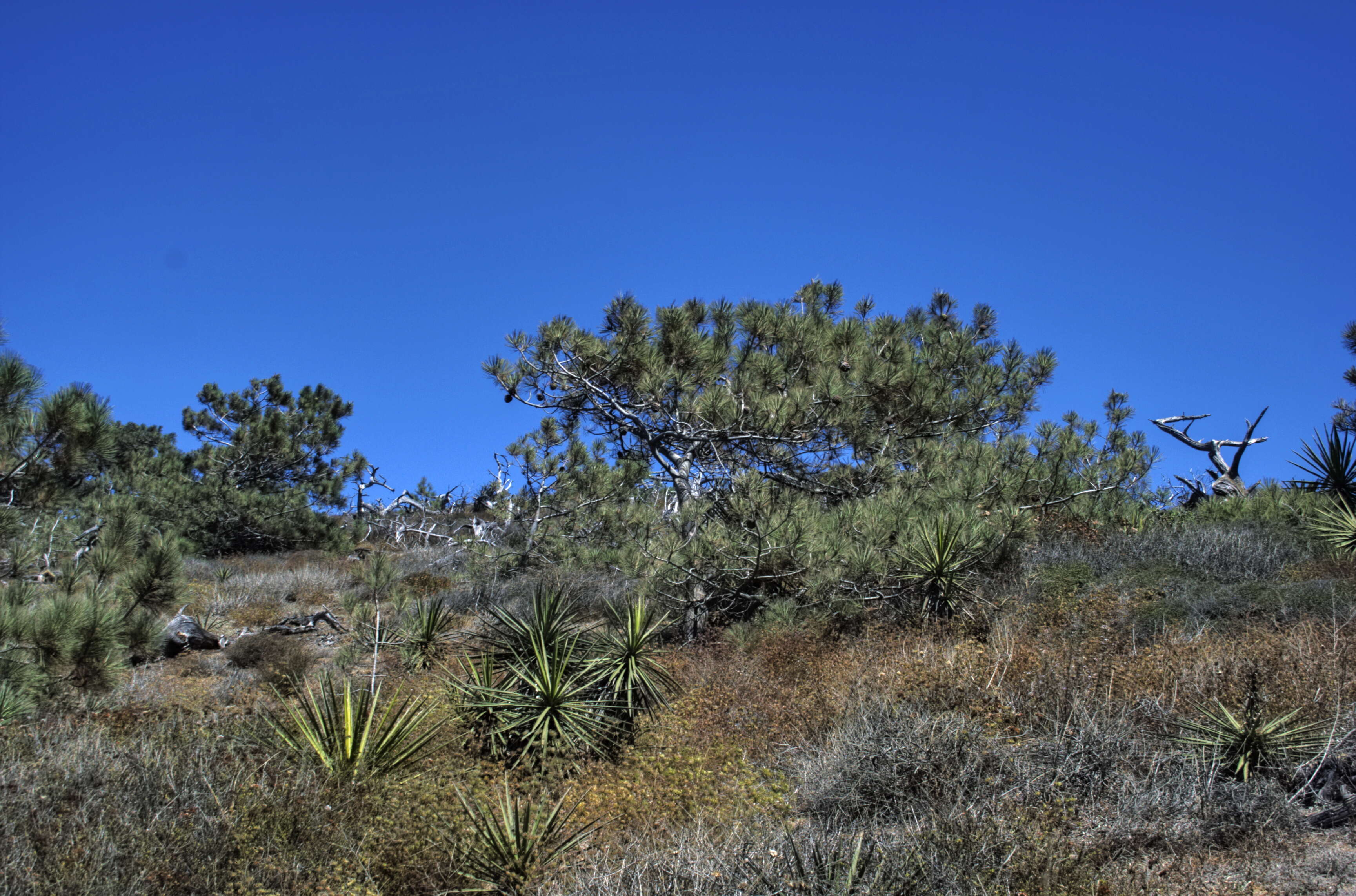 Image de Pinus torreyana Parry ex Carrière