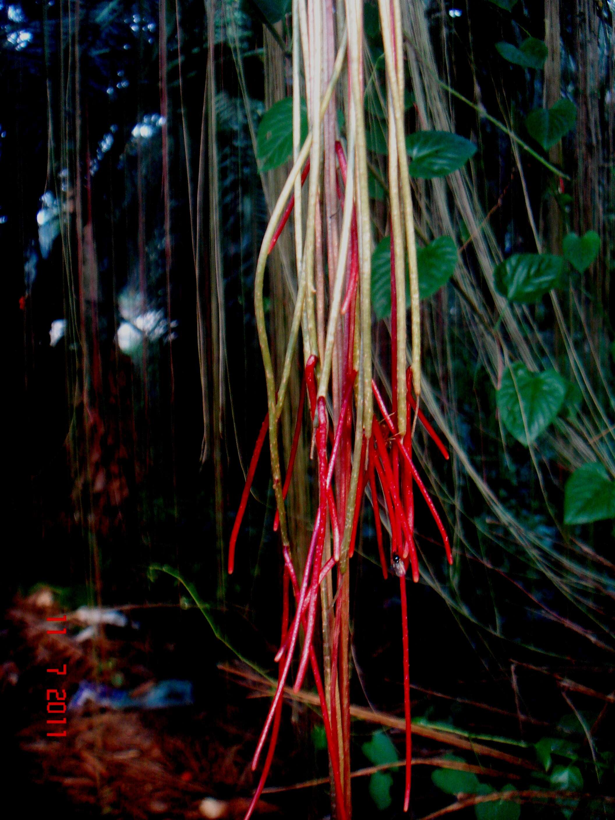 Image of Javanese treebine