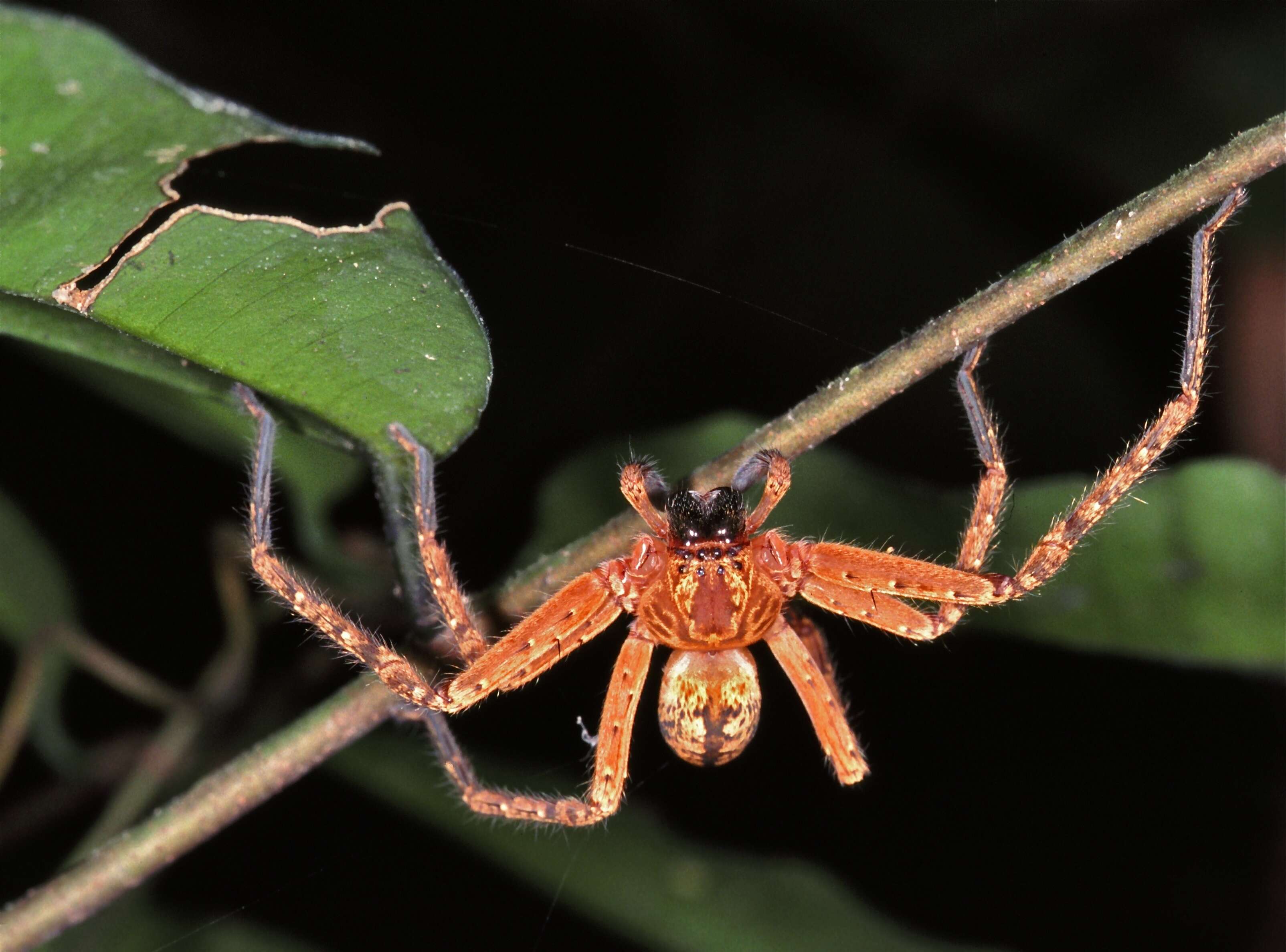 Image de Sparassidae