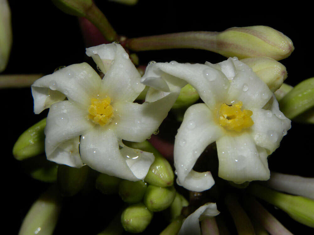 Image of papaya