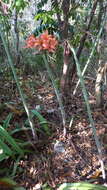 Слика од Hippeastrum stylosum Herb.