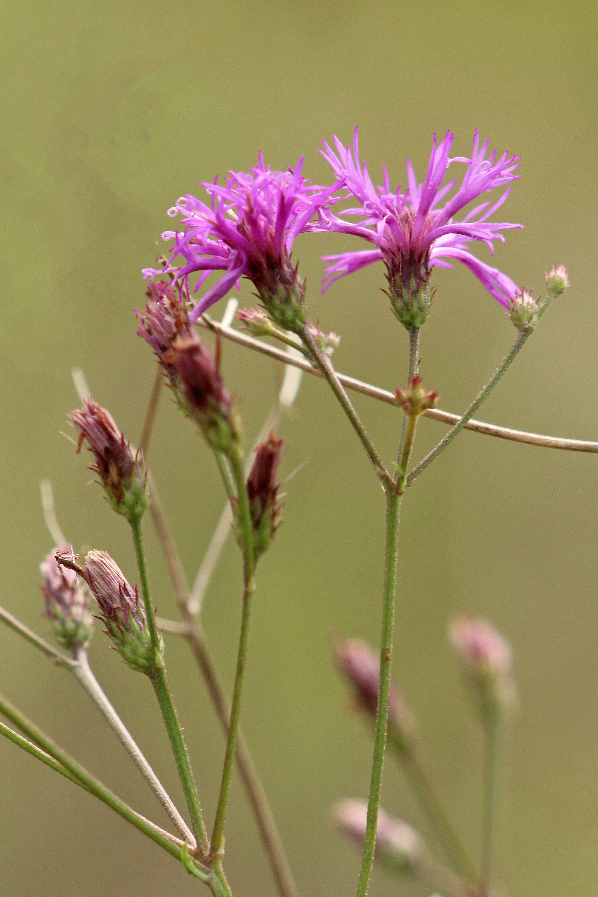 Image of ironweed