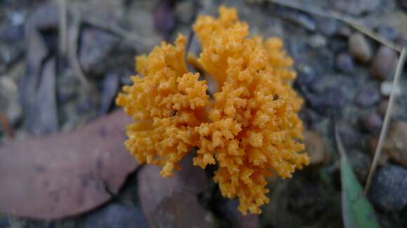 Image of Ramaria capitata Corner 1950