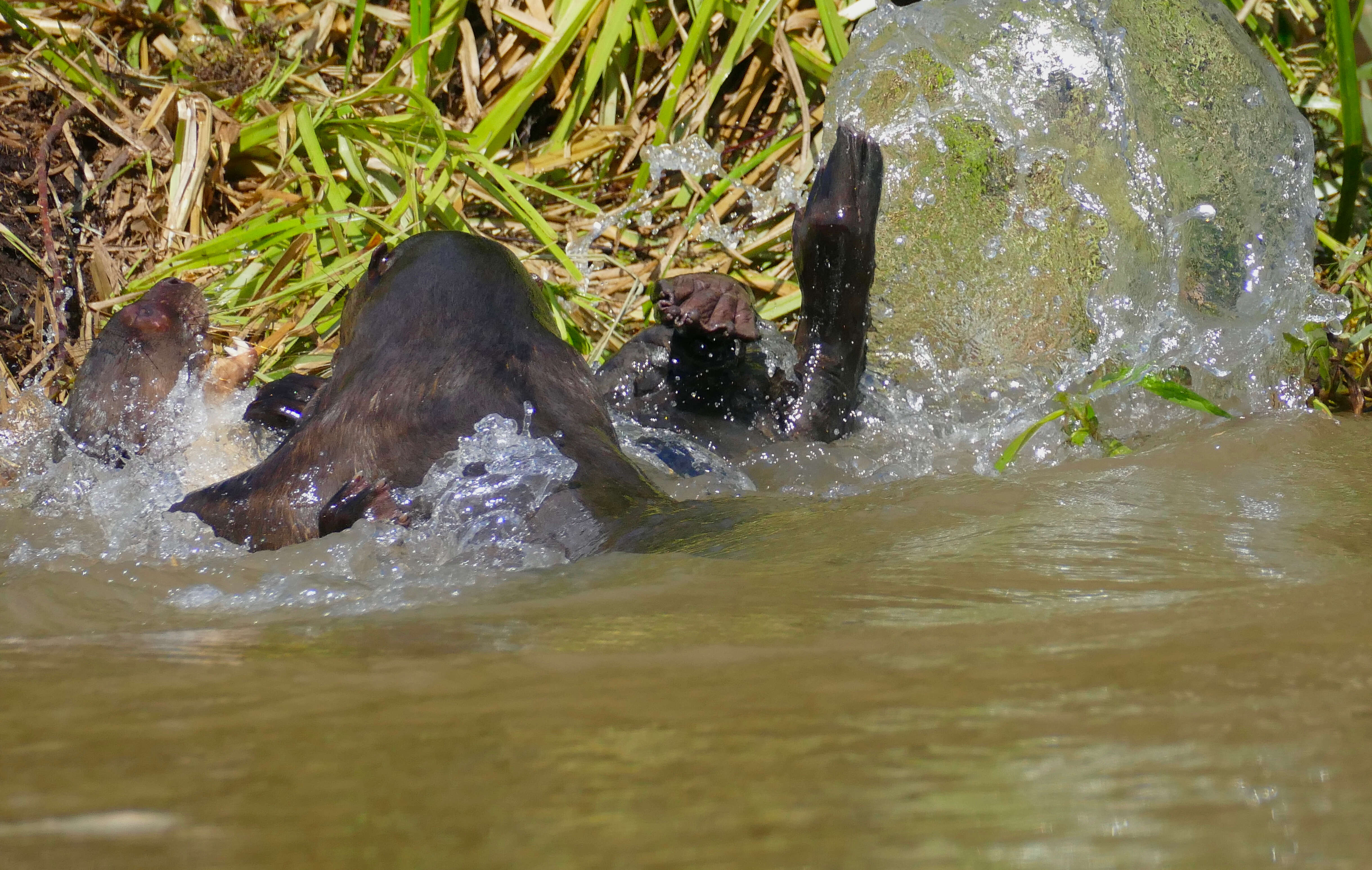 Image of giant otter