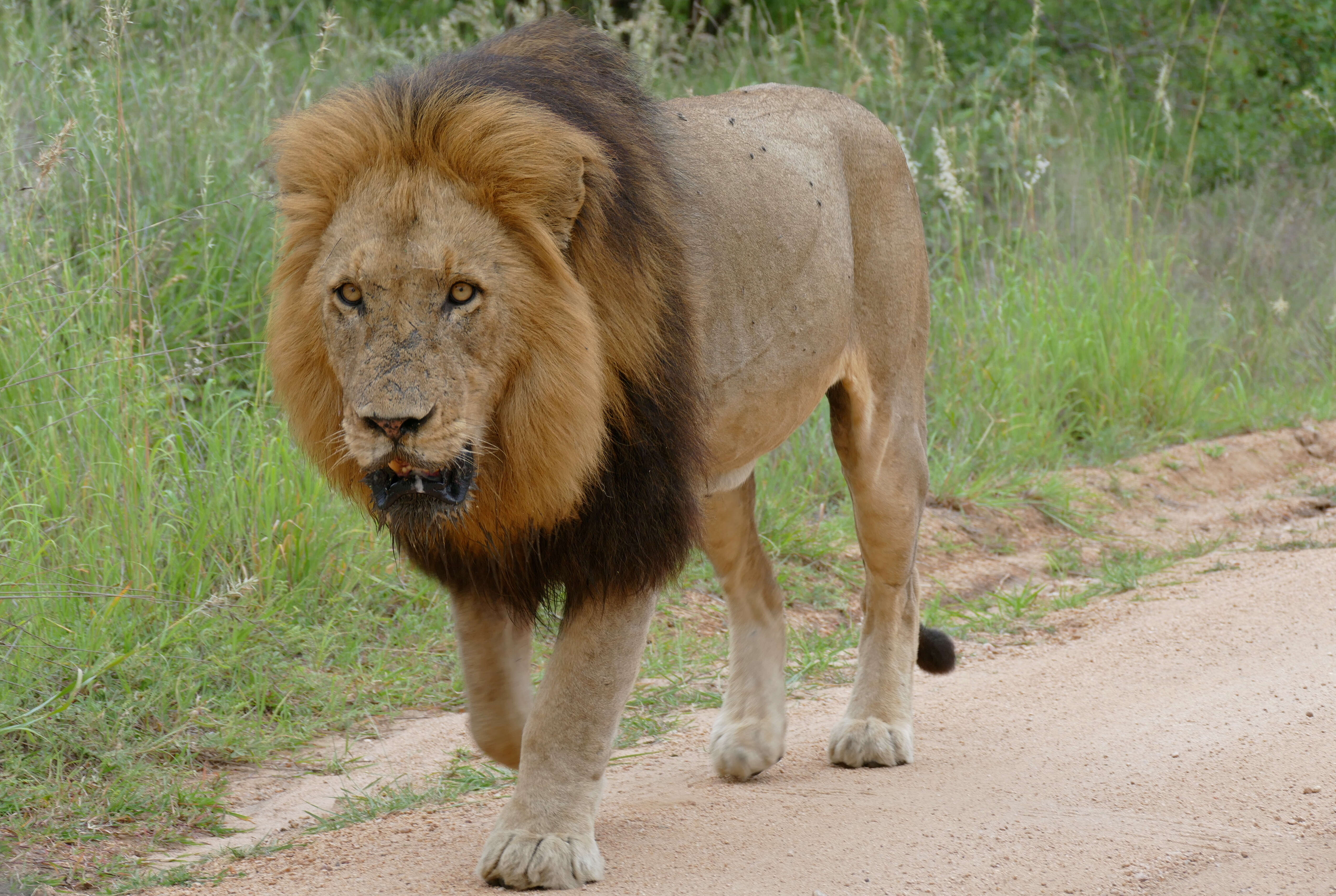 Image of big cats