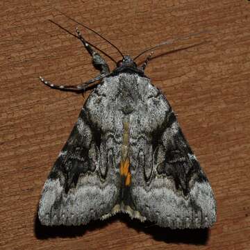 Image of Three-staffed Underwing