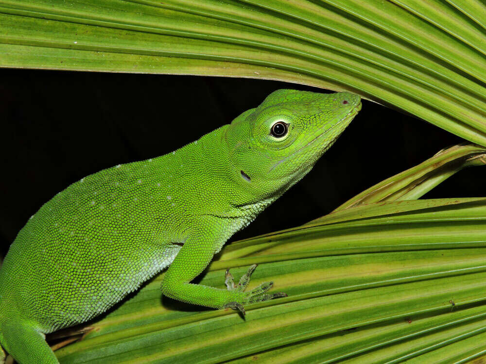 Imagem de Anolis biporcatus (Wiegmann 1834)