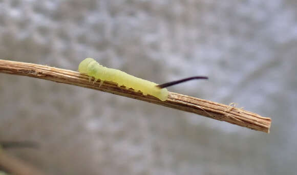 Image of privet hawk-moth