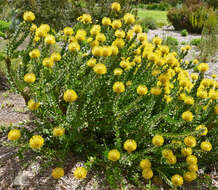 Image of red pincushion-protea