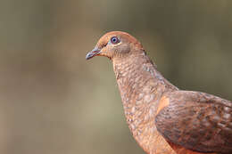 Image of Amboyna Cuckoo-Dove