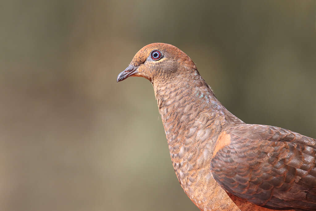 Image of Amboyna Cuckoo-Dove