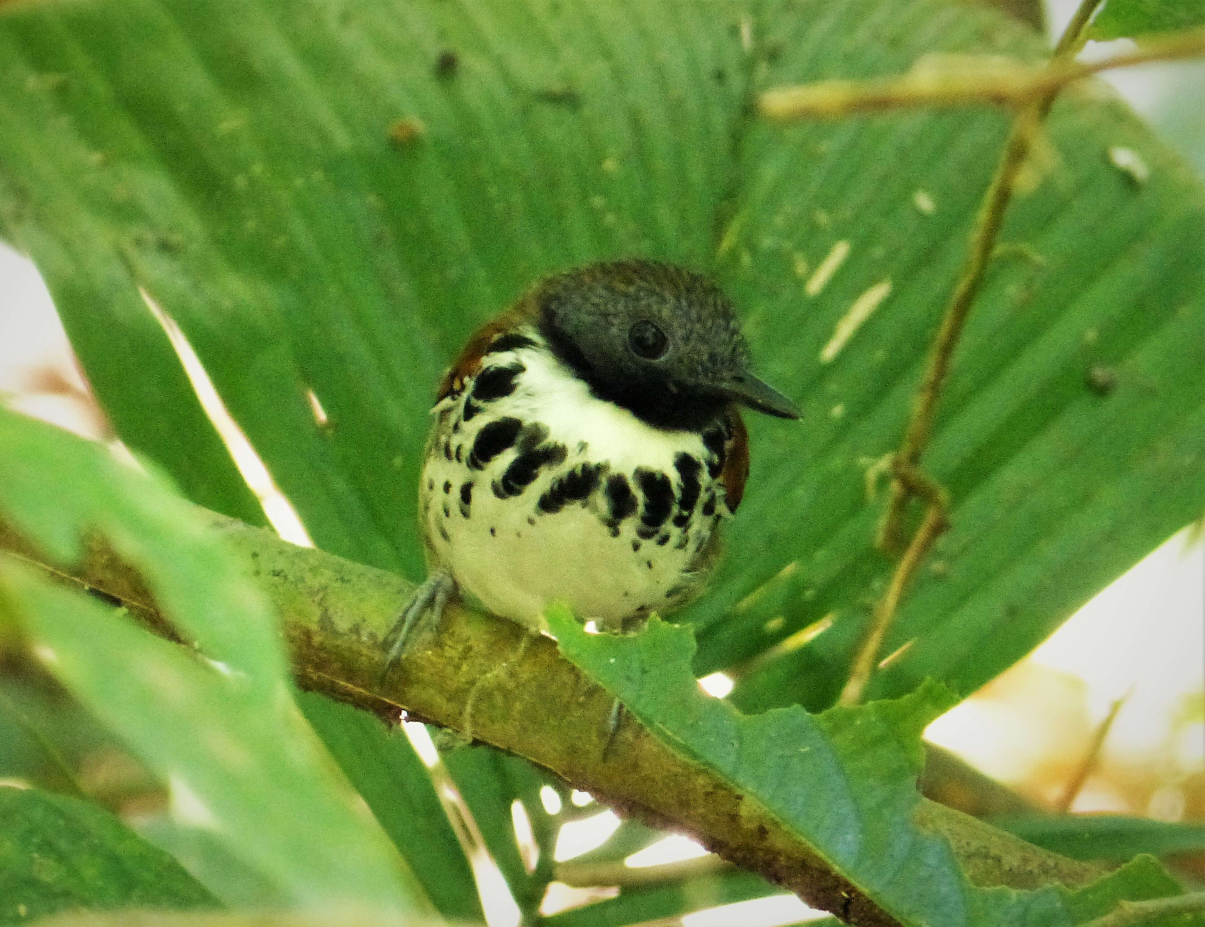 Image of Spotted Antbird