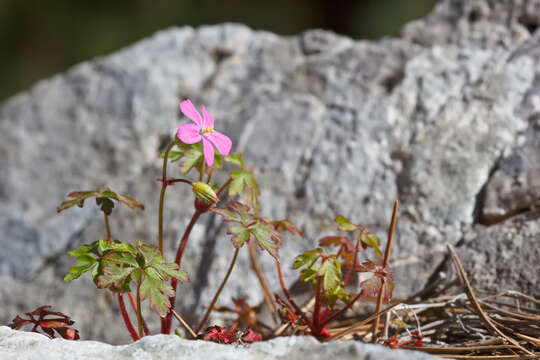 Imagem de Geranium purpureum Vill.