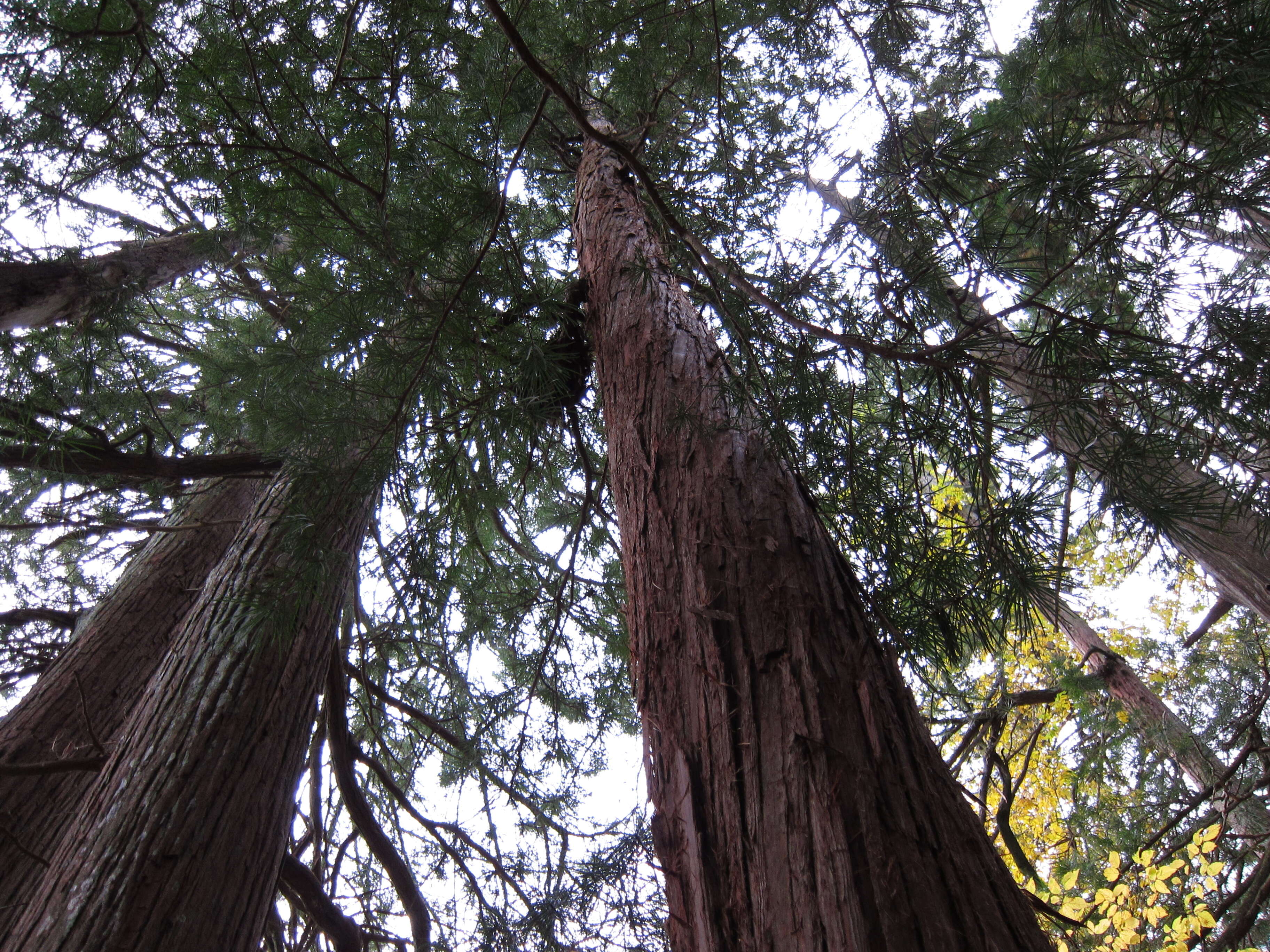 Image of umbrella-pine family