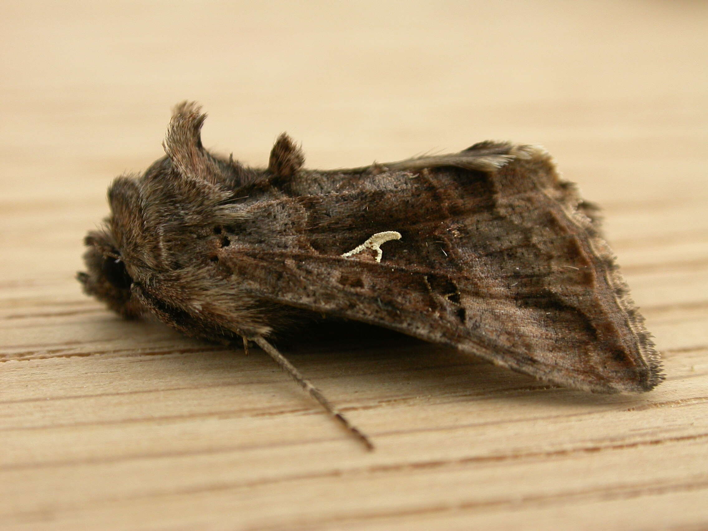 Image of Autographa