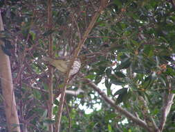 Image of Green Figbird