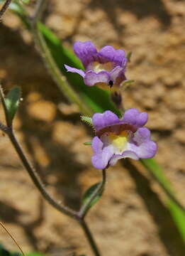 Image of Chaenorhinum origanifolium (L.) Fourr.