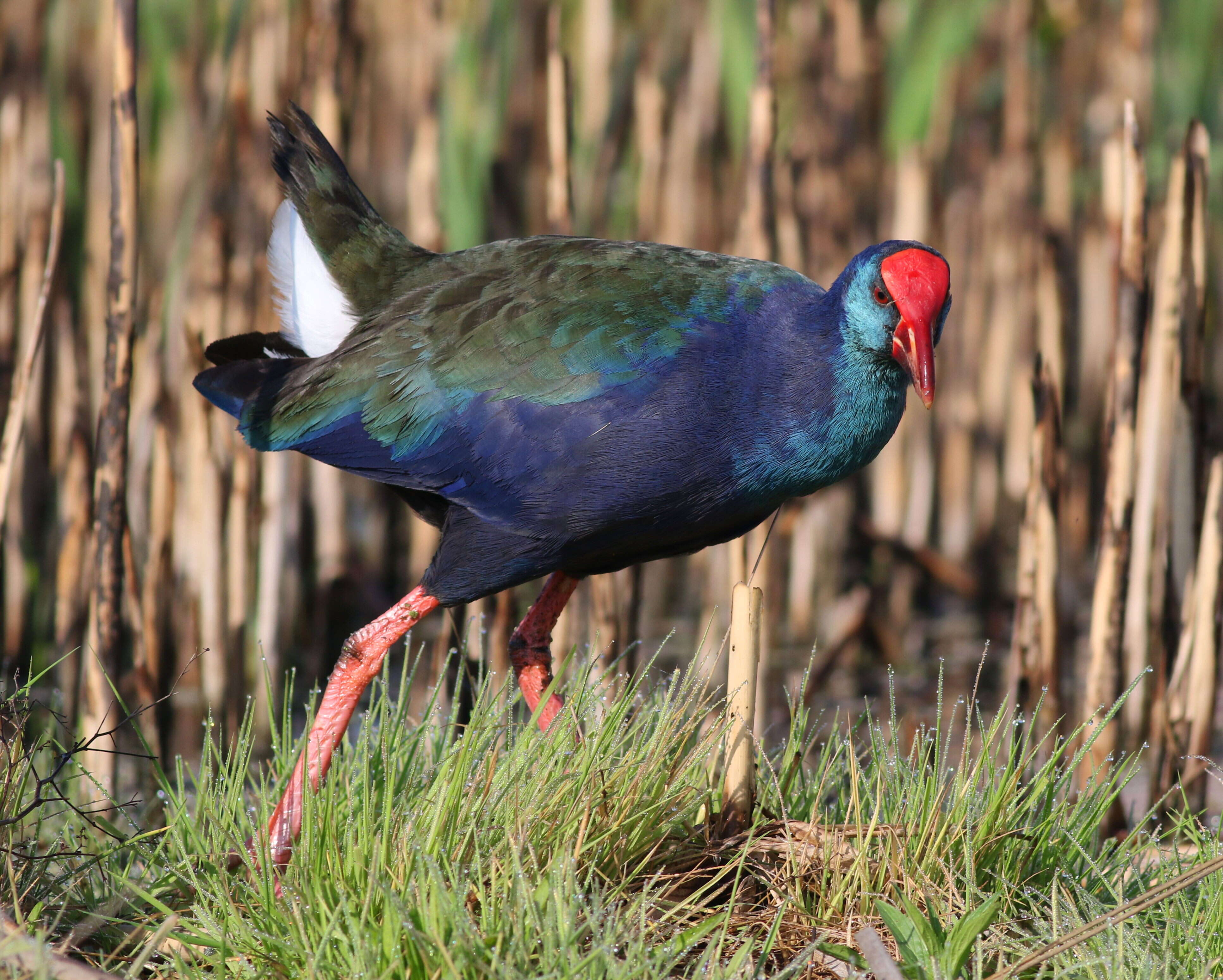 Image of Swamphen