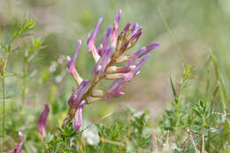 Image of Montpellier milkvetch