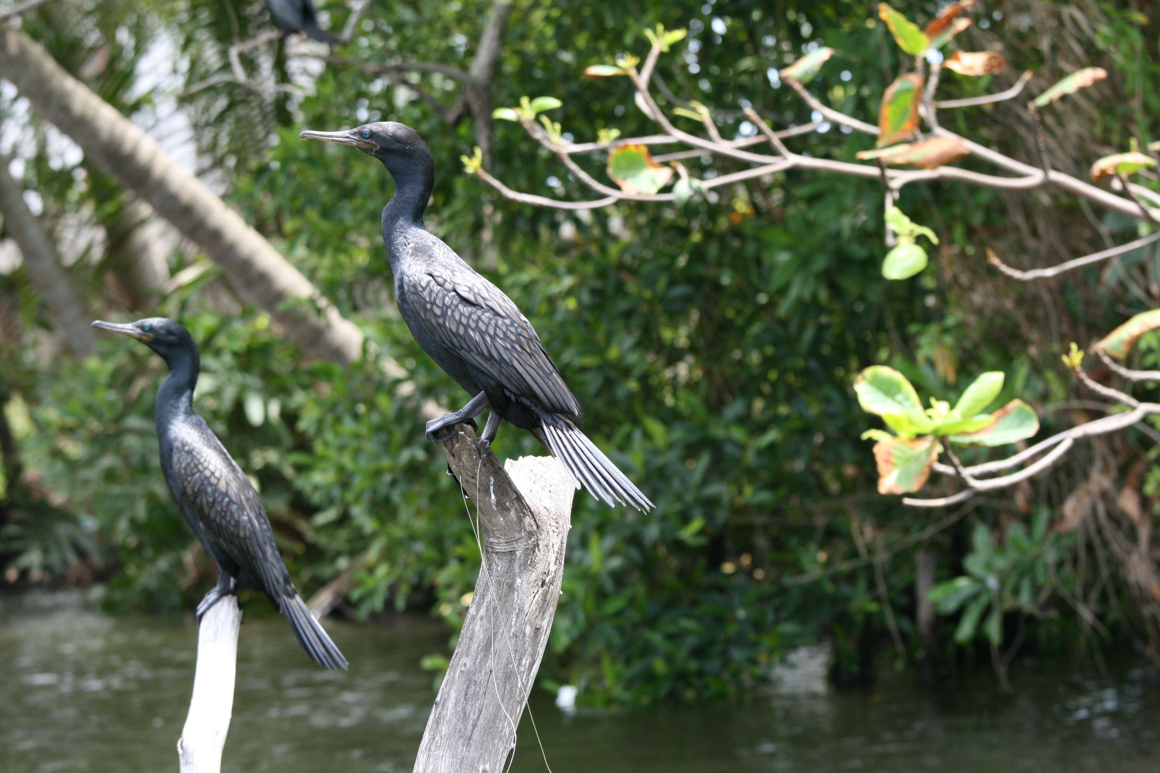 Image of Phalacrocorax Brisson 1760