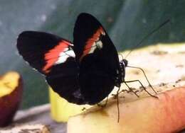 Image of Heliconius melpomene Linnaeus 1758