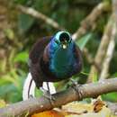 Image of Ribbon-tailed Astrapia