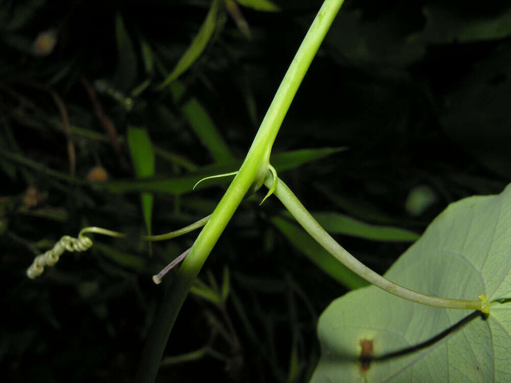 Sivun Passiflora seemannii Griseb. kuva