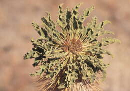 Image of Pachypodium namaquanum (Wyley ex Harv.) Welw.