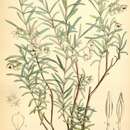 Image of slender velvet bush