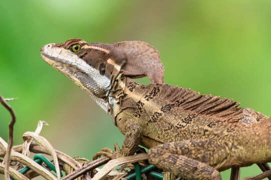 Image of Common Basilisk